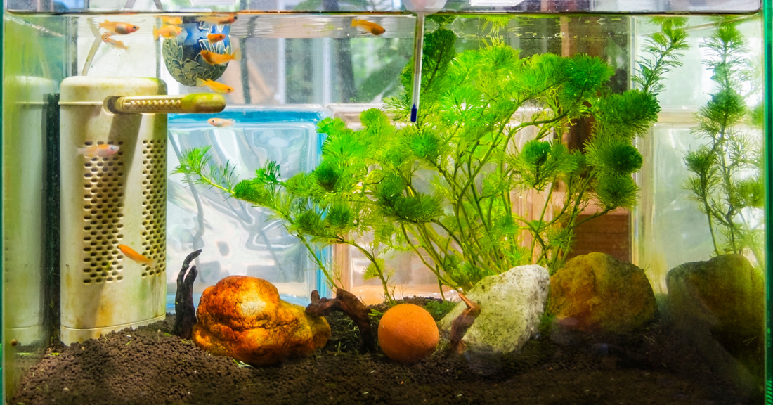 Aquarium Problems Rarely Happen Suddenly