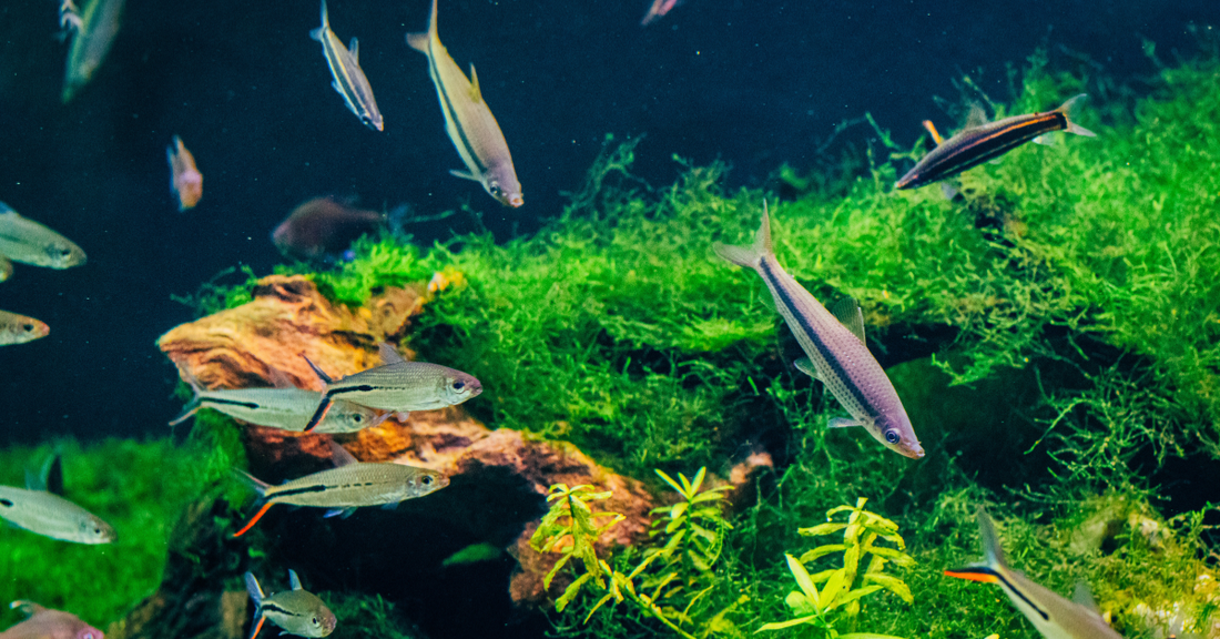 Your Aquarium Looks Fine — But Something Is Wrong With Your Fish