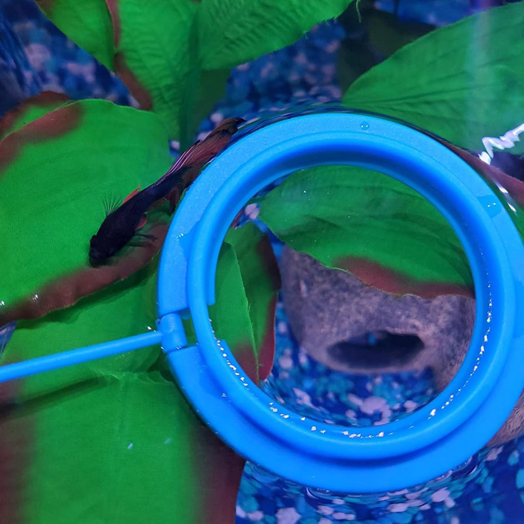 Fish Feeding Ring Floating Food Feeder Circle with Suction Cup Easy to Install Aquarium (Round)