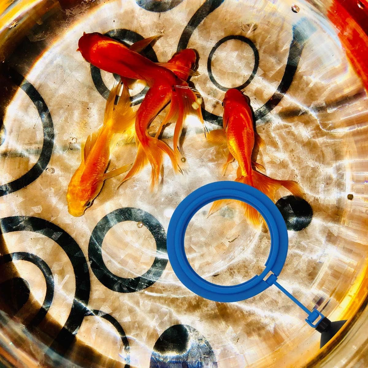 Fish Feeding Ring Floating Food Feeder Circle with Suction Cup Easy to Install Aquarium (Round)