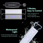 Premium 3-Gallon Rimless Aquarium Kit